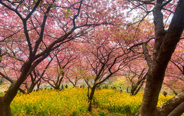 blooming mustard flowers field directly below of cherry blossom tree line full with visitor during matsuda city sakura festival - mustard plant mustard field clear sky sky - fotografias e filmes do acervo