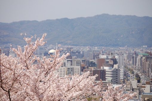 Cherry blossoms are in bloom in Kyoto