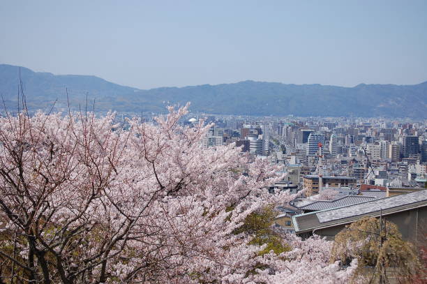 istock Cherry blossoms are in bloom in Kyoto 1458970481