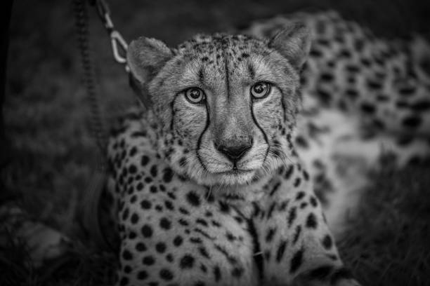 istock The Cheetah in Black and White 1458972930