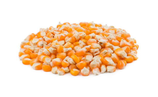 istock Healthy Dried Corn Seeds on White Background 1458973345