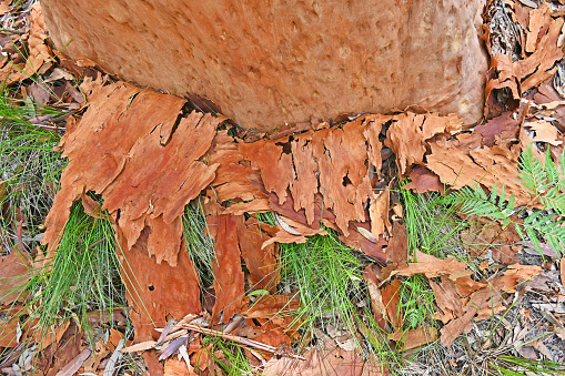Bark all over the ground at the base of a gum tree
