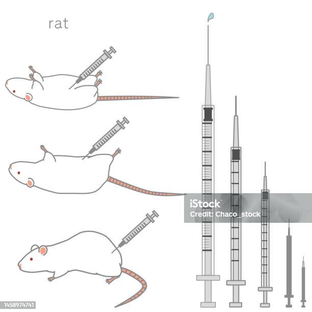 Rat Injection Symbol Vector Illustration Set Of Syringes Of Various Sizes Rats Being ...