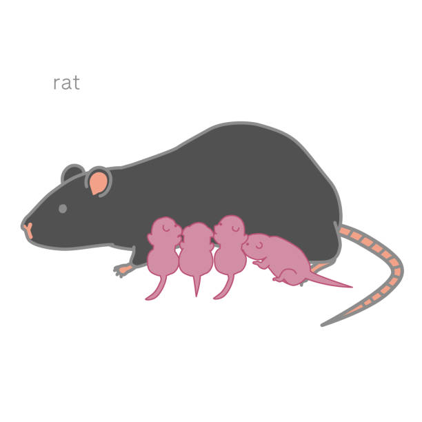 Lab Rats Drawing 40+ Lab Rats Drawing Stock Photos, Pictures & Royalty-Free Images - iStock