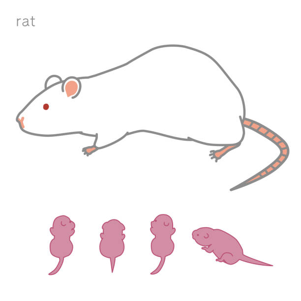 Lab Rats Drawing 40+ Lab Rats Drawings Stock Photos, Pictures & Royalty-Free Images - iStock