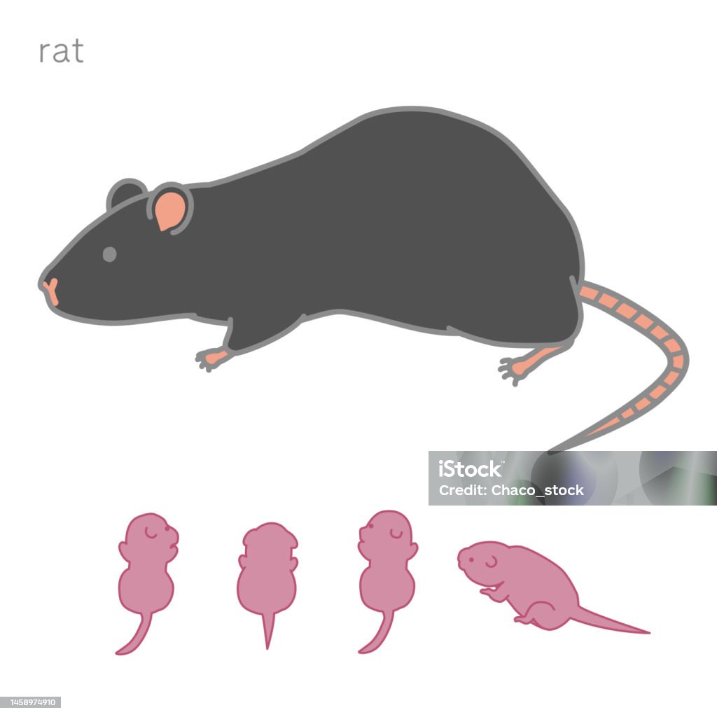 Dairy Rats Lactating Black Rats Individual Version Stock Illustration - Download ...