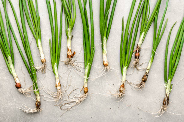 istock Fresh spring onion with green chive, top view 1458976439