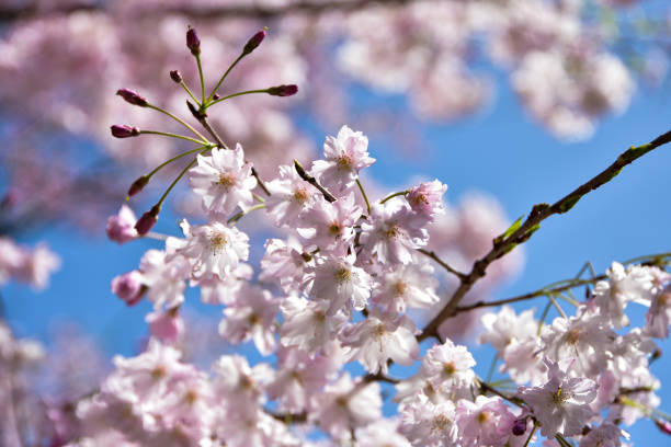 The cherry blossoms are in full bloom