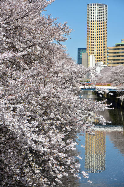istock Cherry blossoms are in full bloom in Tokyo 1458978533