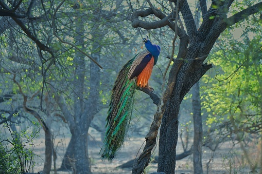 Indian Peafowl during morning