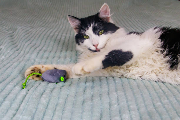 istock Beautiful cat playing with a mouse toy on a bed 1458979061