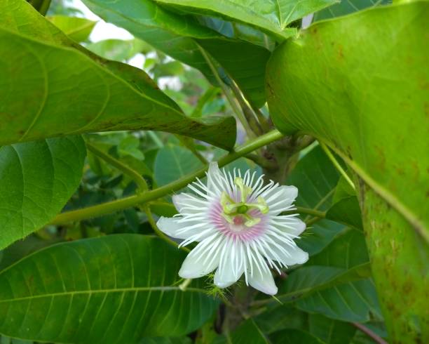 istock White  flowers on the garden 1458979329