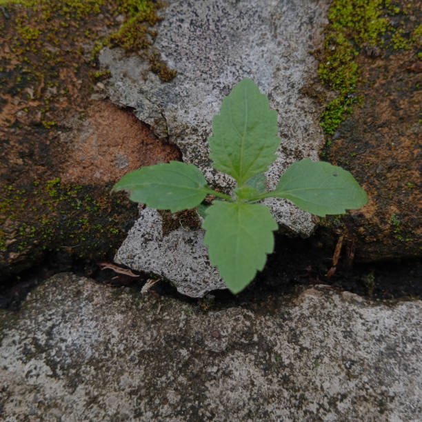 istock Shaggy Soldier plant 1458979845