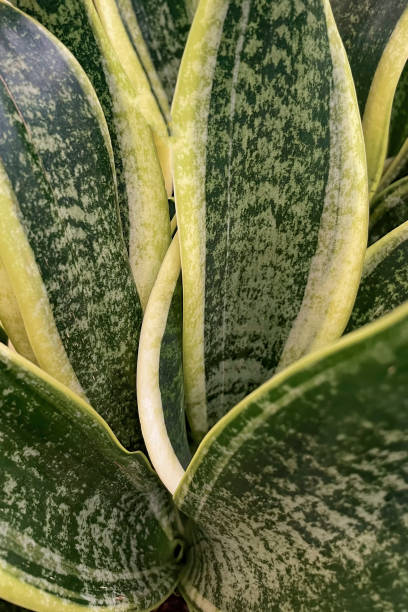 istock Sansevieria plant in pot 1458981098