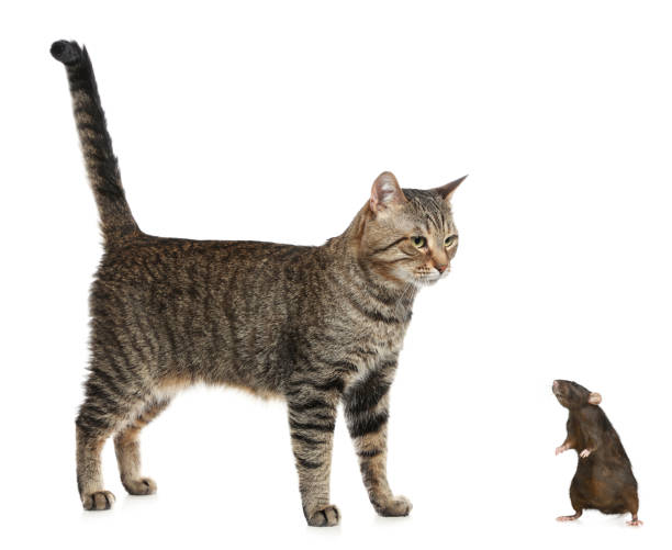 istock Cute tabby cat and rat on white background 1458984956