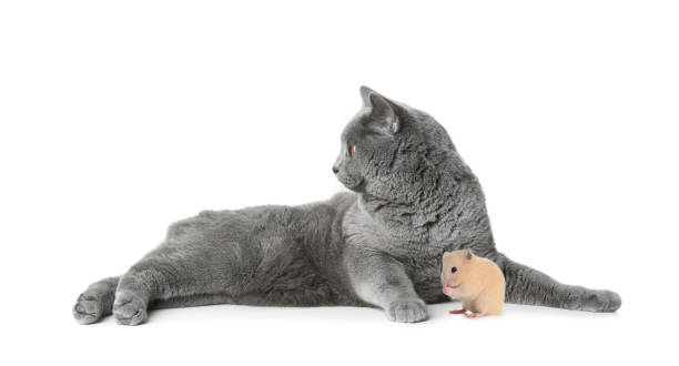 istock Cute cat and hamster on white background 1458985051