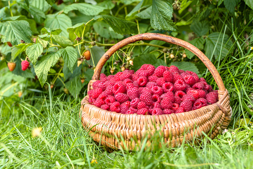 Fresh raspberries basket, raspberry bushes in the garden, autumn harvest season