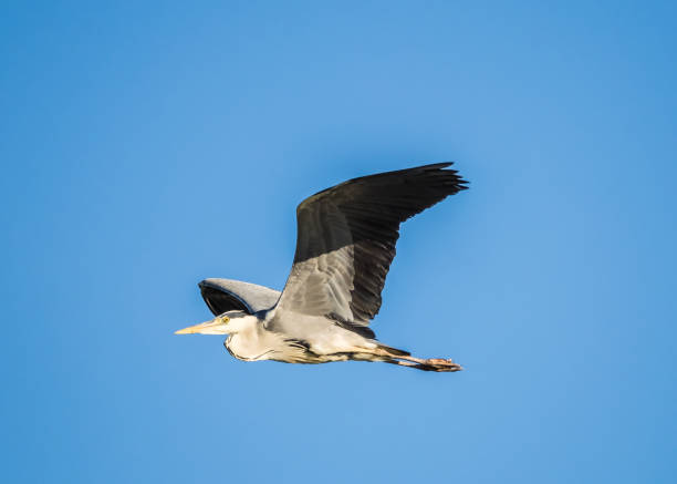 istock Natural gray heron (ardea cinerea) flying. 1458987422
