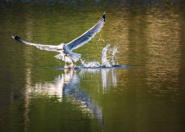 istock White gull fishing with wings spread. 1458987508