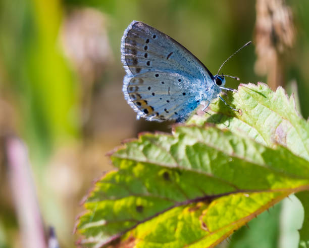 istock Colorful tropical butterfly on a green leaf. 1458987618