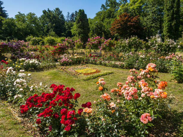 istock Beautiful Rose Flowers in the Park. 1458987682