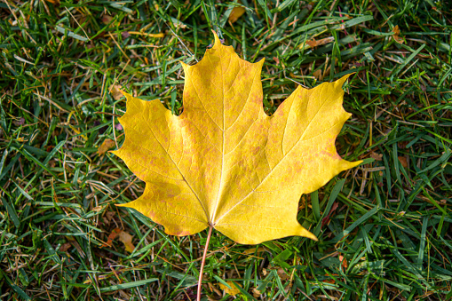 Yellow maple leaf on the grass of a public park