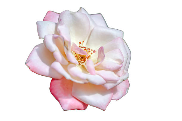 Isolated pink rose on white background