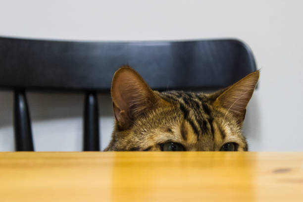 istock A cat on a chair. 1458993005
