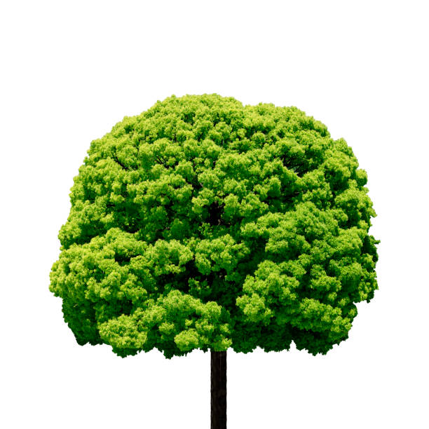 Close-up of Camphor tree on white background.