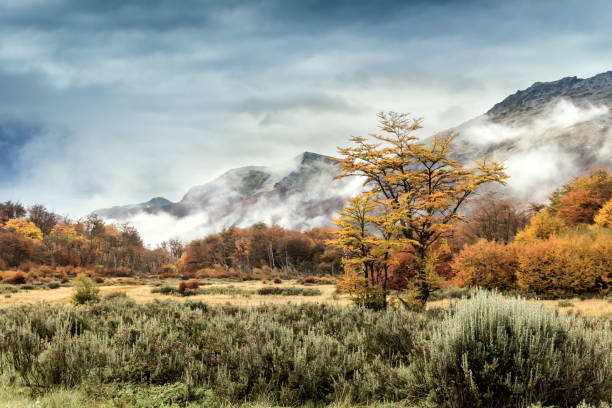 landscape of the subantarctic forests near the city of ushuaia, tierra del fuego, patagonia, argentina. - tree patagonia autumn green imagens e fotografias de stock