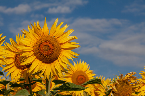 Several sunflowers grow in a field against a cloudy sky.