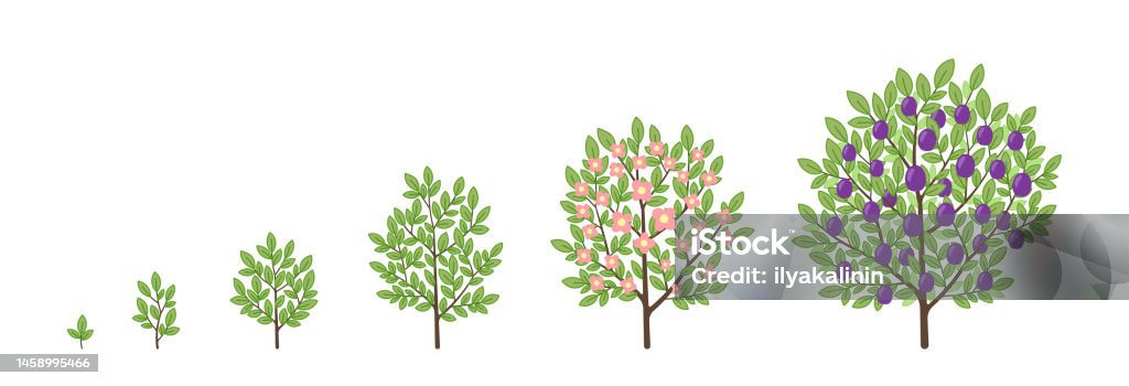 Plum Tree Growth Stages Fruit Tree Life Cycle Vector Infographic ...