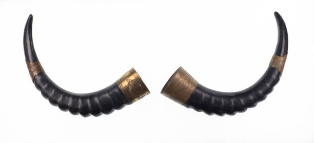 istock decorative viking horns isolated on white background 1458995731