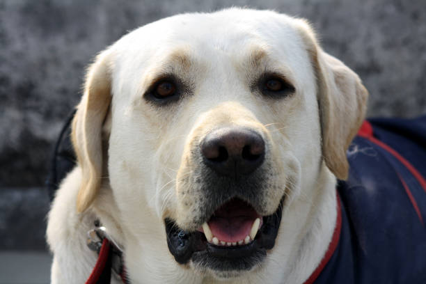 portrait of a labrador retriever : (pix sanjiv shukla) - dog black labrador retriever animal nose imagens e fotografias de stock