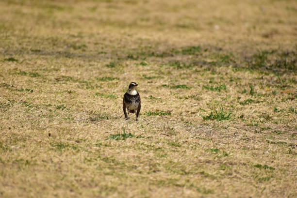 istock Portrait of the bird called dusky thrush 1458999519