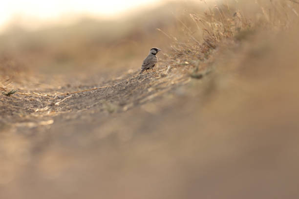 Ashy crowned sparrow lark perching on the ground. Eremopterix griseus.