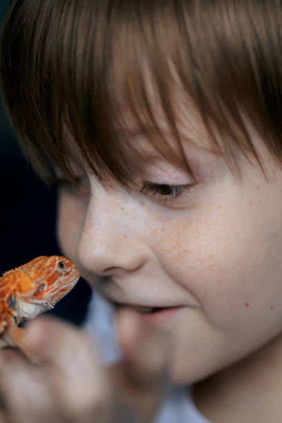 portrait of boy with red bearded agama iguana. little child playing with reptile. selective focus - iguana reptile smiling human face imagens e fotografias de stock