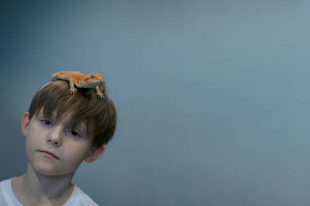 портрет мальчика с краснобородой агамской игуаной. маленький ребенок играет с рептилиями. селективная фокусировка. баннер, пространство д� - iguana reptile smiling human face стоковые фото и изображения