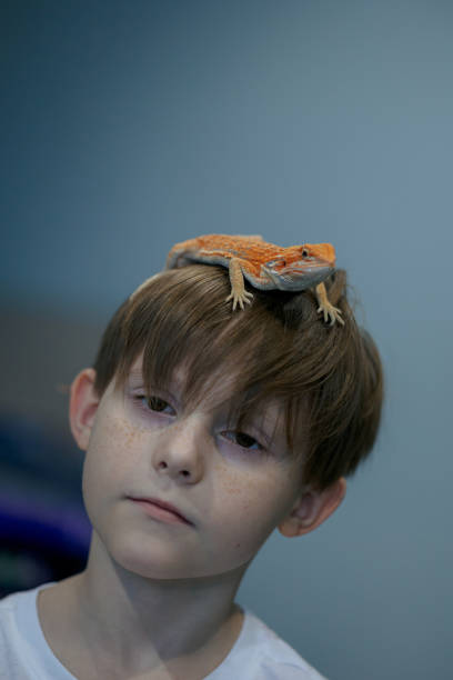 portrait of boy with red bearded agama iguana. little child playing with reptile. selective focus - iguana reptile smiling human face imagens e fotografias de stock