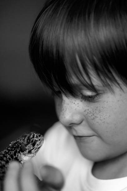 portrait of boy with red bearded agama iguana. little child playing with reptile. black and white photography. selective focus - iguana reptile smiling human face imagens e fotografias de stock