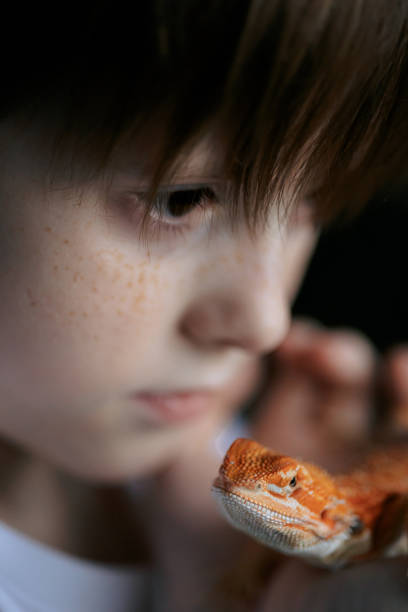 portrait of boy with red bearded agama iguana. little child playing with reptile. selective focus - iguana reptile smiling human face imagens e fotografias de stock