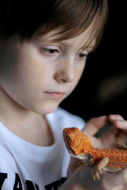 portrait of boy with red bearded agama iguana. little child playing with reptile. selective focus - iguana reptile smiling human face imagens e fotografias de stock