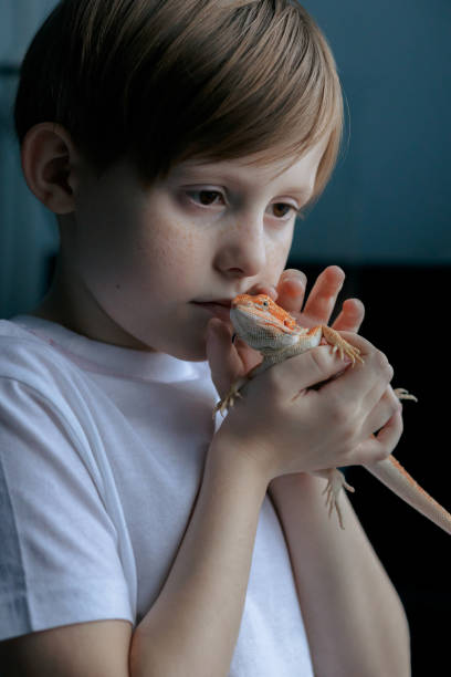 portrait of boy with red bearded agama iguana. little child playing with reptile. selective focus - iguana reptile smiling human face imagens e fotografias de stock