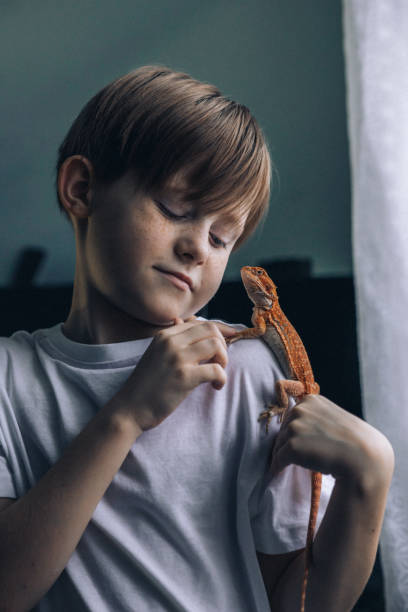 portrait of boy with red bearded agama iguana. little child playing with reptile. selective focus - iguana reptile smiling human face imagens e fotografias de stock