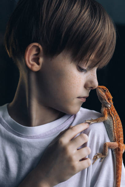 портрет мальчика с краснобородой агамской игуаной. маленький ребенок играет с рептилиями. селективная фокусировка - iguana reptile smiling human face стоковые фото и изображения