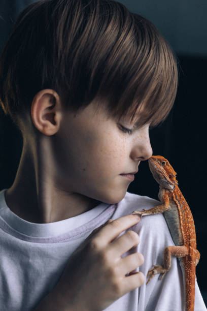 portrait of boy with red bearded agama iguana. little child playing with reptile. selective focus - iguana reptile smiling human face imagens e fotografias de stock