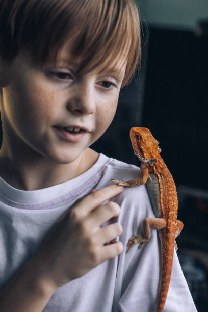 portrait of boy with red bearded agama iguana. little child playing with reptile. selective focus - iguana reptile smiling human face imagens e fotografias de stock
