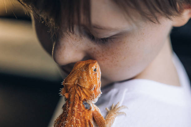 portrait of boy with red bearded agama iguana. little child playing with reptile. selective focus - iguana reptile smiling human face imagens e fotografias de stock