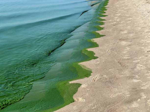 eutrophierung grünes wasser schädliche algen blühen. - plankton stock-fotos und bilder