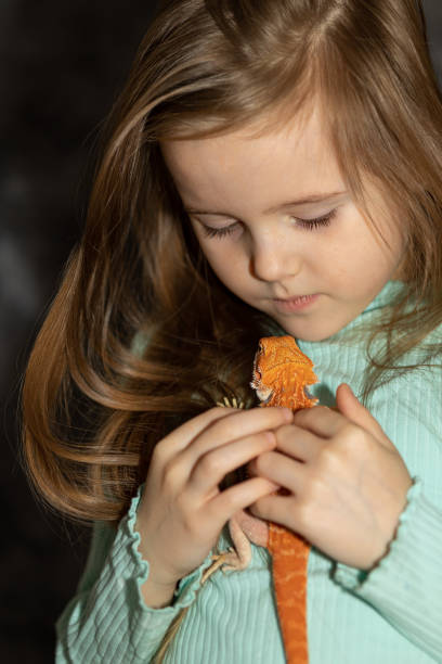 portrait of pretty girl with red bearded agama iguana on gray background. little child playing with reptile. selective focus. - iguana reptile smiling human face imagens e fotografias de stock